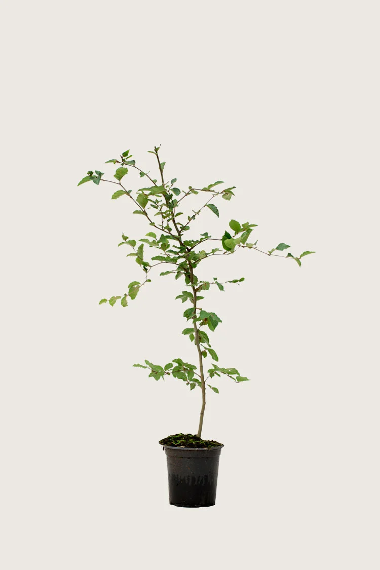 Almindelig bøg | Plantinavia