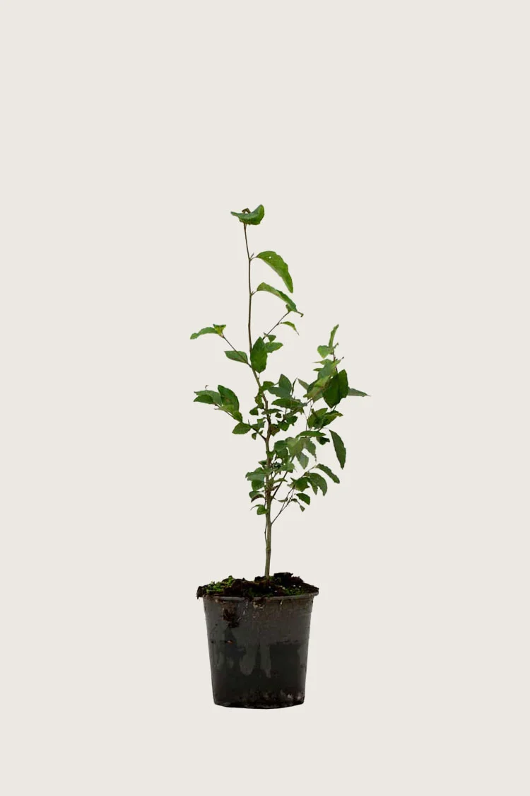 Almindelig bøg potte | Plantinavia
