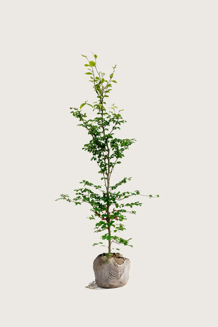 Almindelig bøg | Plantinavia