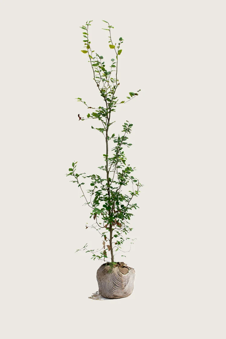 Almindelig bøg | Plantinavia