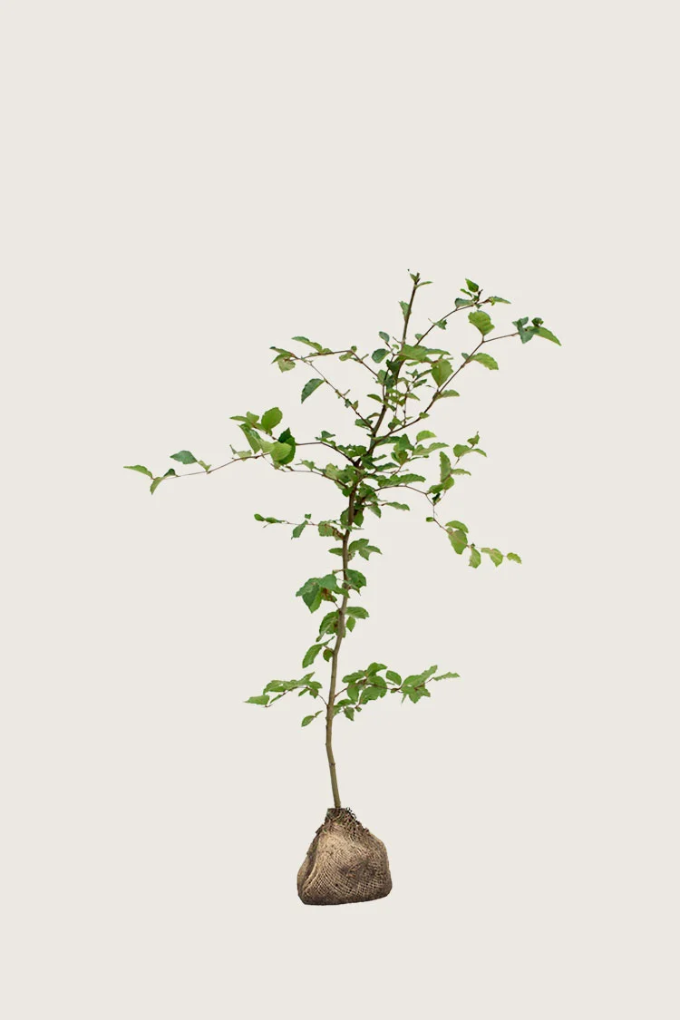 Almindelig bøg | Plantinavia