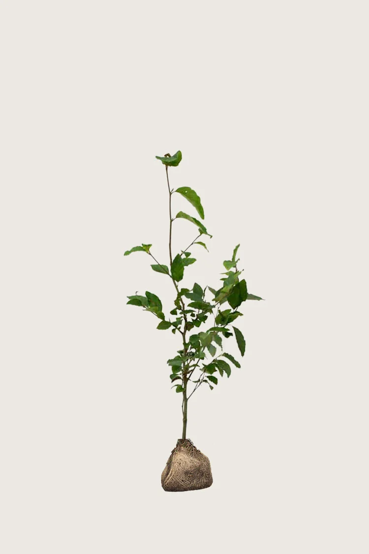 Almindelig bøg Rodklump | Plantinavia