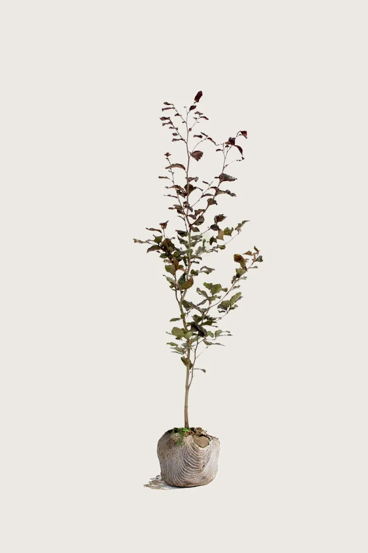 Almindelig bøg | Plantinavia