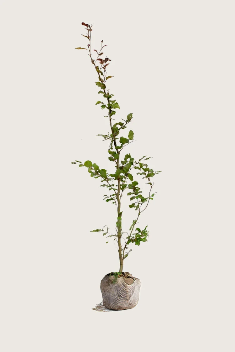 Almindelig bøg | Plantinavia
