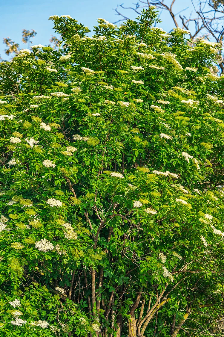 Almindelig hyld 150cm Vel forgrenet | Plantinavia