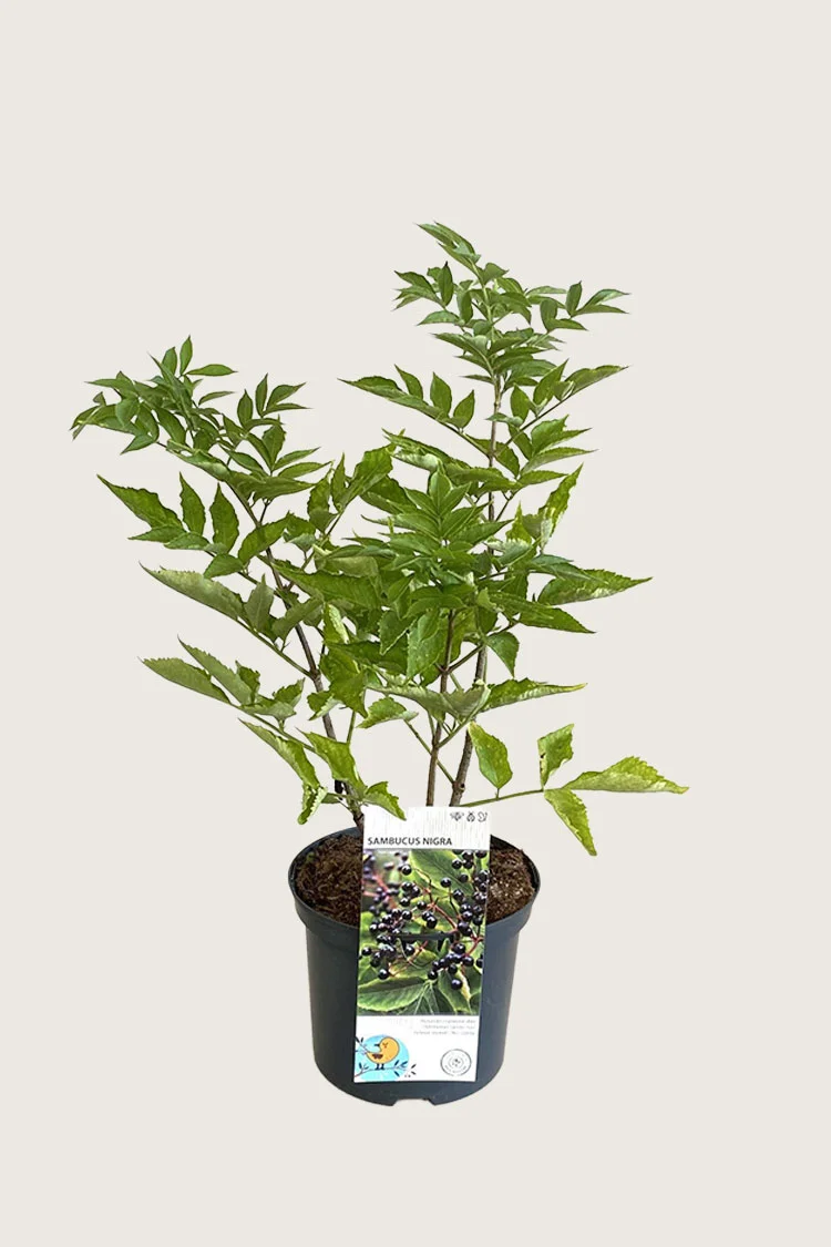 Almindelig hyld 200cm Vel forgrenet | Plantinavia