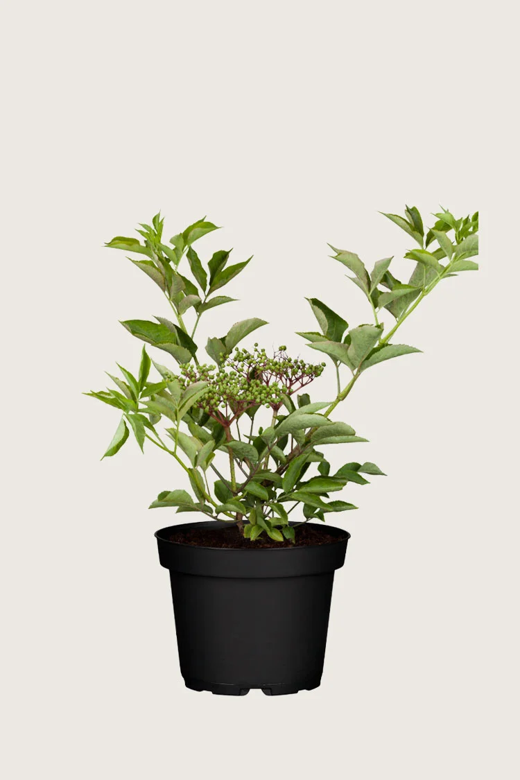 Almindelig hyld 40cm Vel forgrenet | Plantinavia