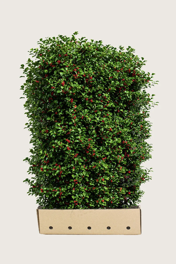 Almindelig kristtorn Alaska 200cm Vel forgrenet | Plantinavia