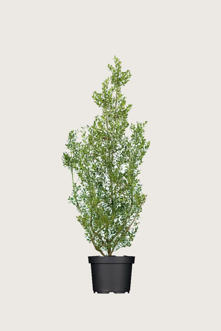 Almindelig kristtorn Alaska 125cm Forgrenet | Plantinavia