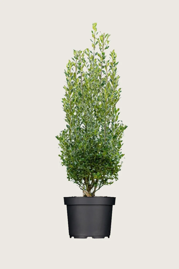 Almindelig kristtorn Alaska 200cm Forgrenet | Plantinavia