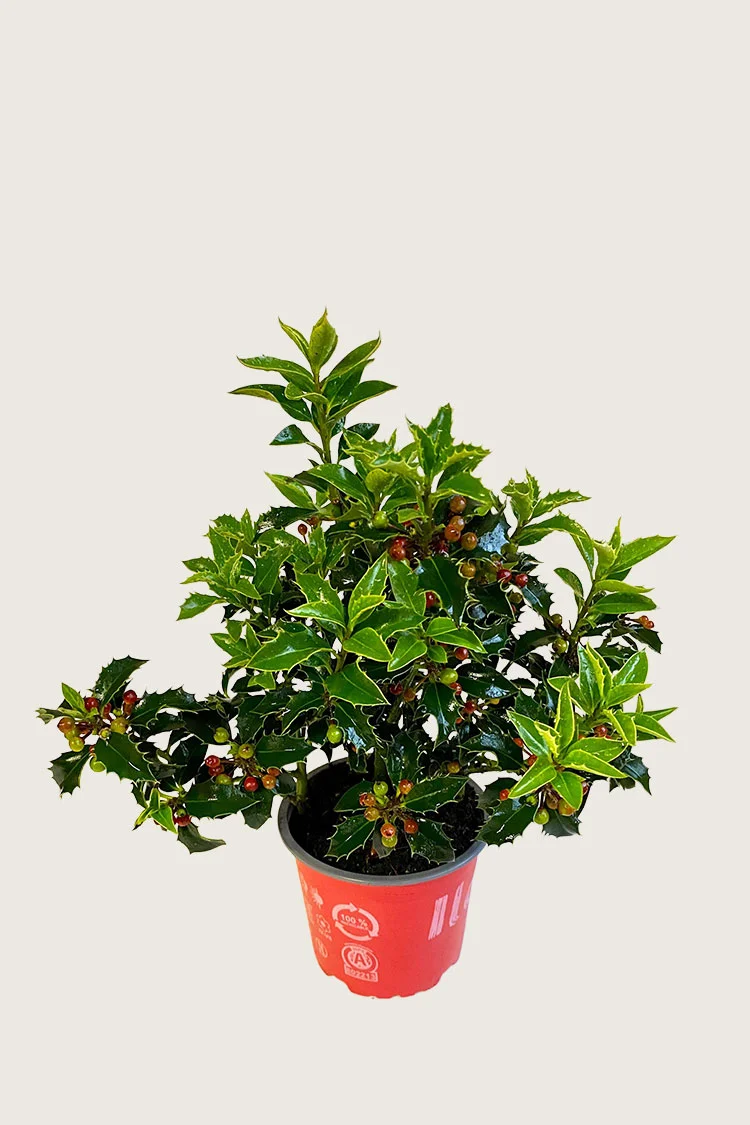 Almindelig kristtorn Alaska 60cm Forgrenet | Plantinavia