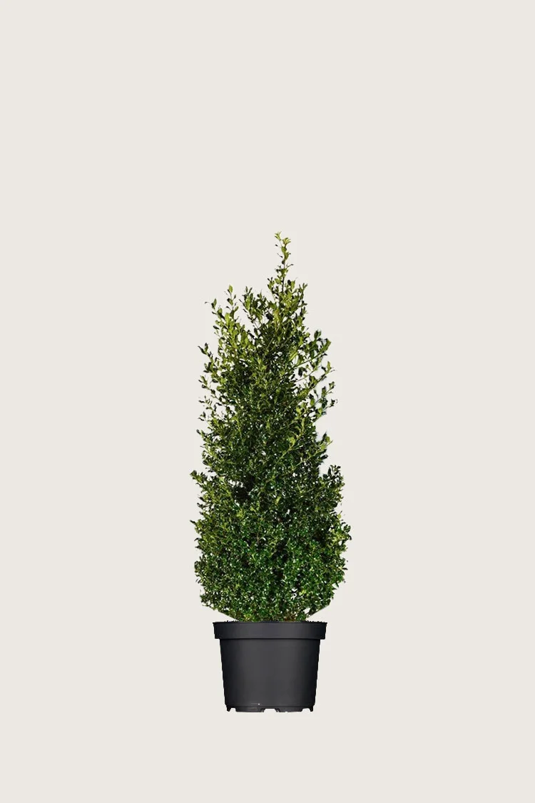 Almindelig kristtorn Alaska 100cm Vel forgrenet | Plantinavia