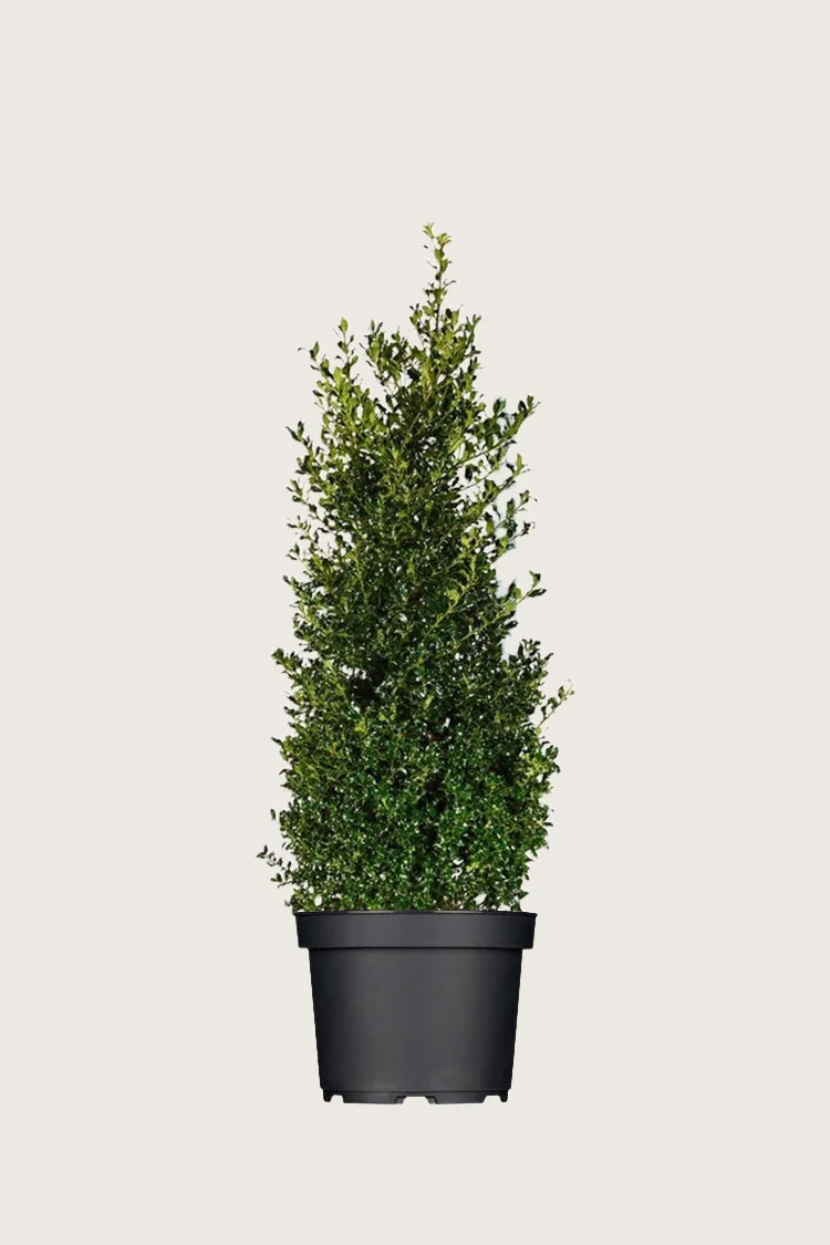 Almindelig kristtorn Alaska 150cm Vel forgrenet | Plantinavia