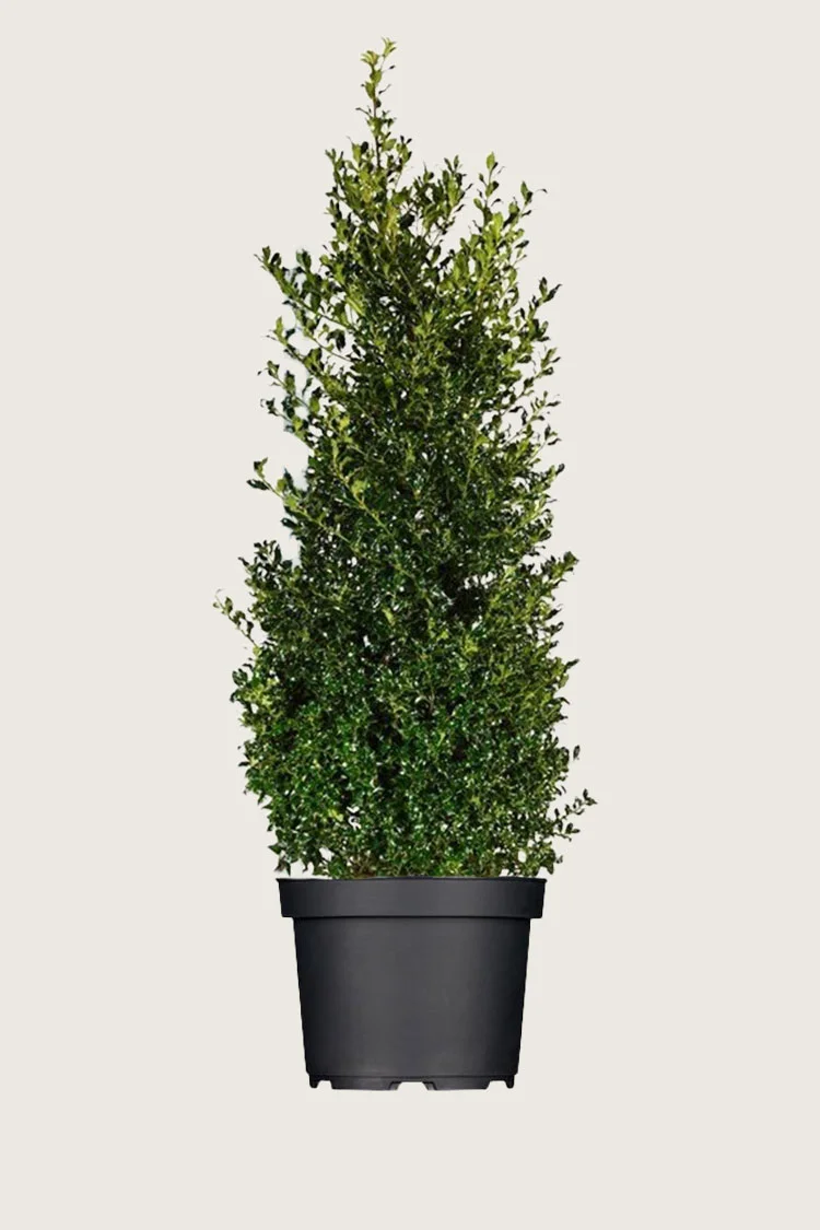 Almindelig kristtorn Alaska 300cm Vel forgrenet | Plantinavia