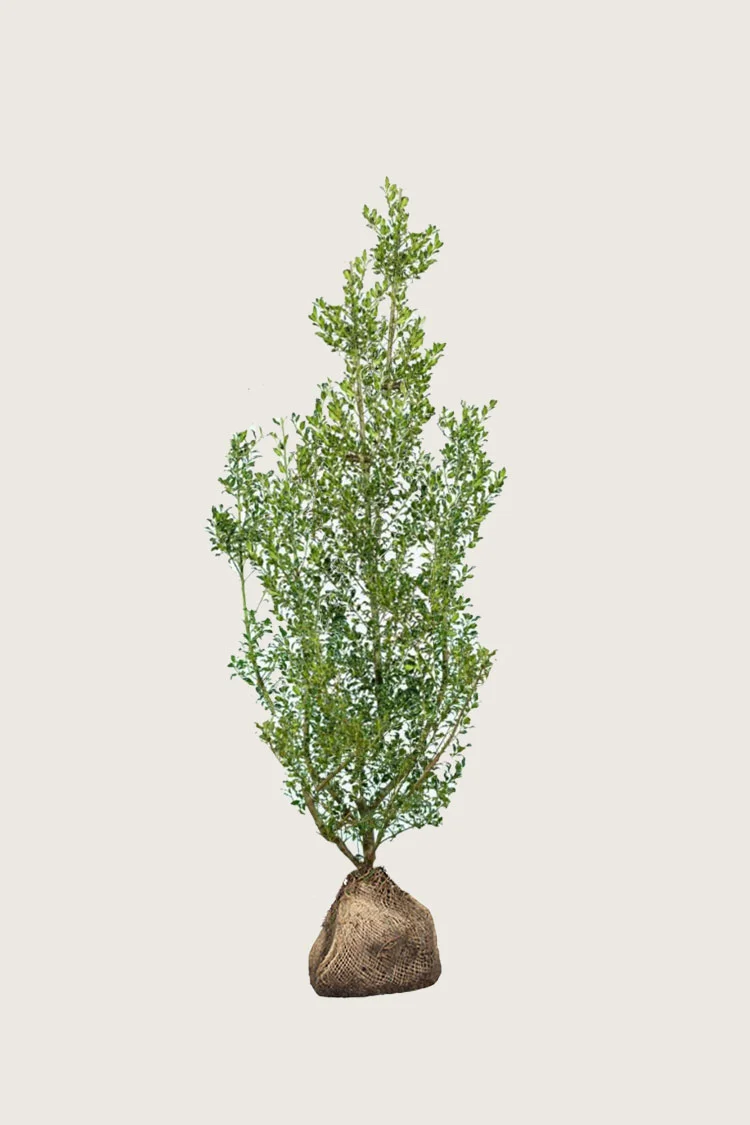 Almindelig kristtorn Alaska 175cm Forgrenet | Plantinavia