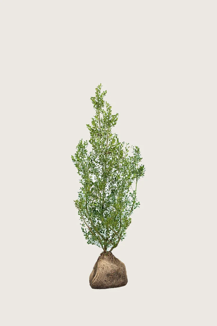 Almindelig kristtorn Alaska 40cm Forgrenet | Plantinavia