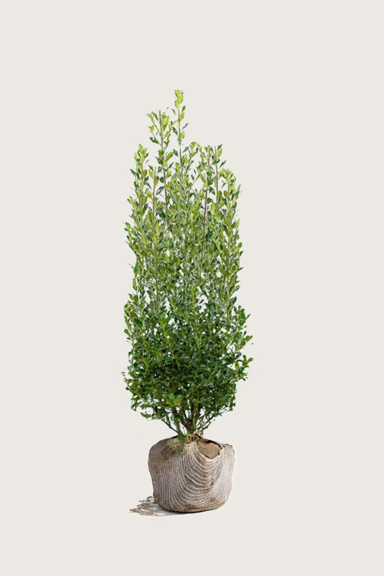 Almindelig kristtorn Alaska 175cm Vel forgrenet | Plantinavia