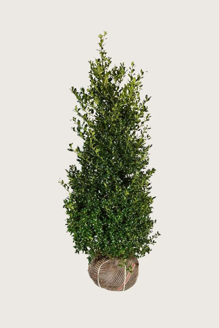 Almindelig kristtorn Alaska 250cm Vel forgrenet | Plantinavia