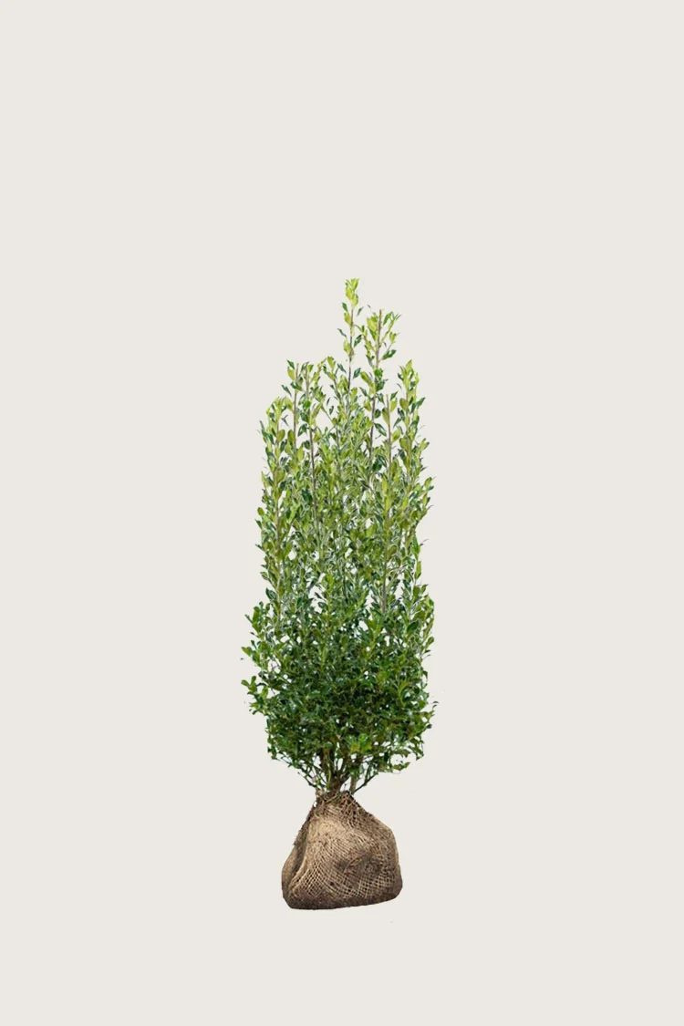 Almindelig kristtorn Alaska 40cm Vel forgrenet | Plantinavia