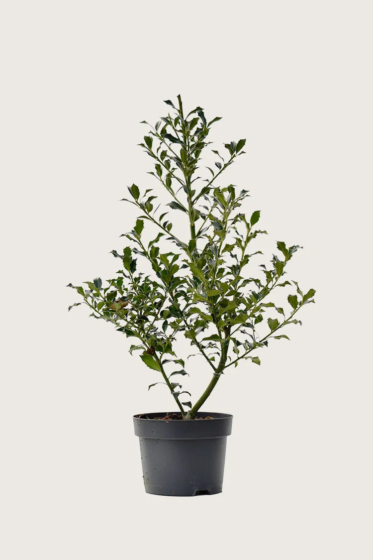 Almindelig kristtorn 200cm Forgrenet | Plantinavia