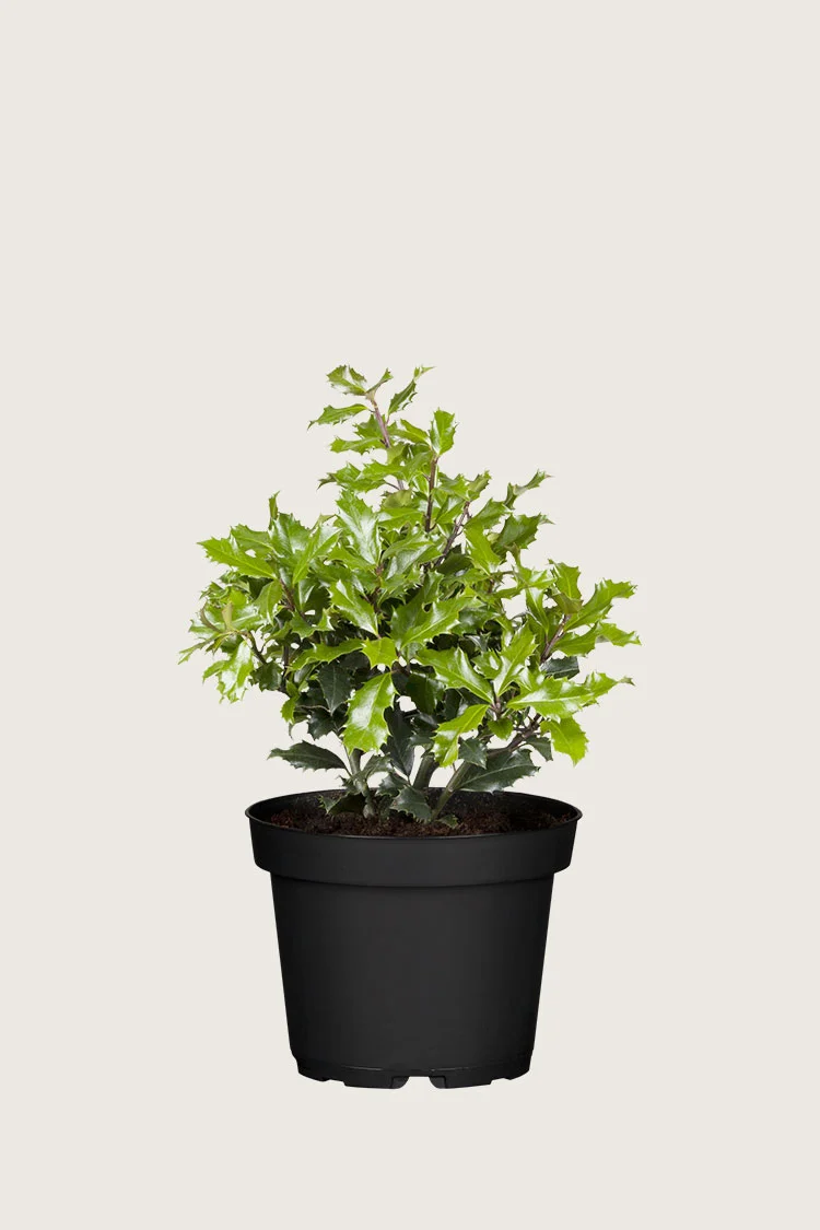 Almindelig kristtorn 40cm Forgrenet | Plantinavia