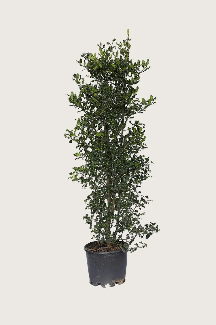 Almindelig kristtorn 300cm Vel forgrenet | Plantinavia