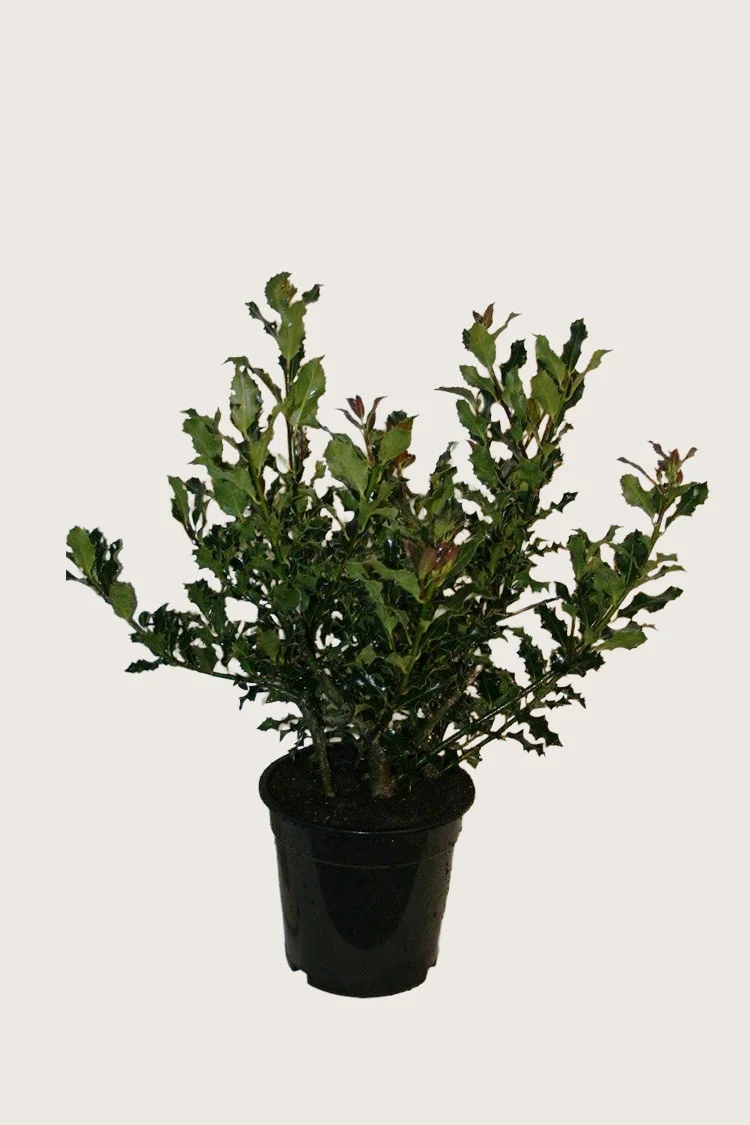 Almindelig kristtorn 80cm Vel forgrenet | Plantinavia