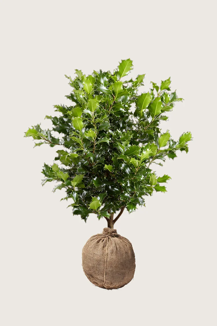 Almindelig kristtorn 125cm Forgrenet | Plantinavia