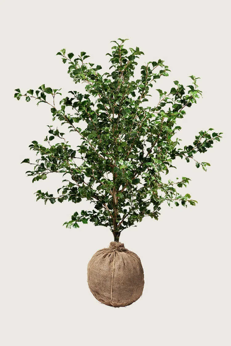 Almindelig kristtorn 250cm Forgrenet | Plantinavia