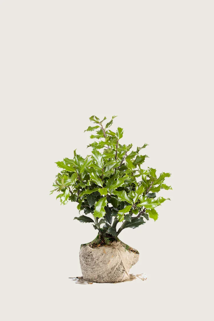 Almindelig kristtorn 80cm Forgrenet | Plantinavia
