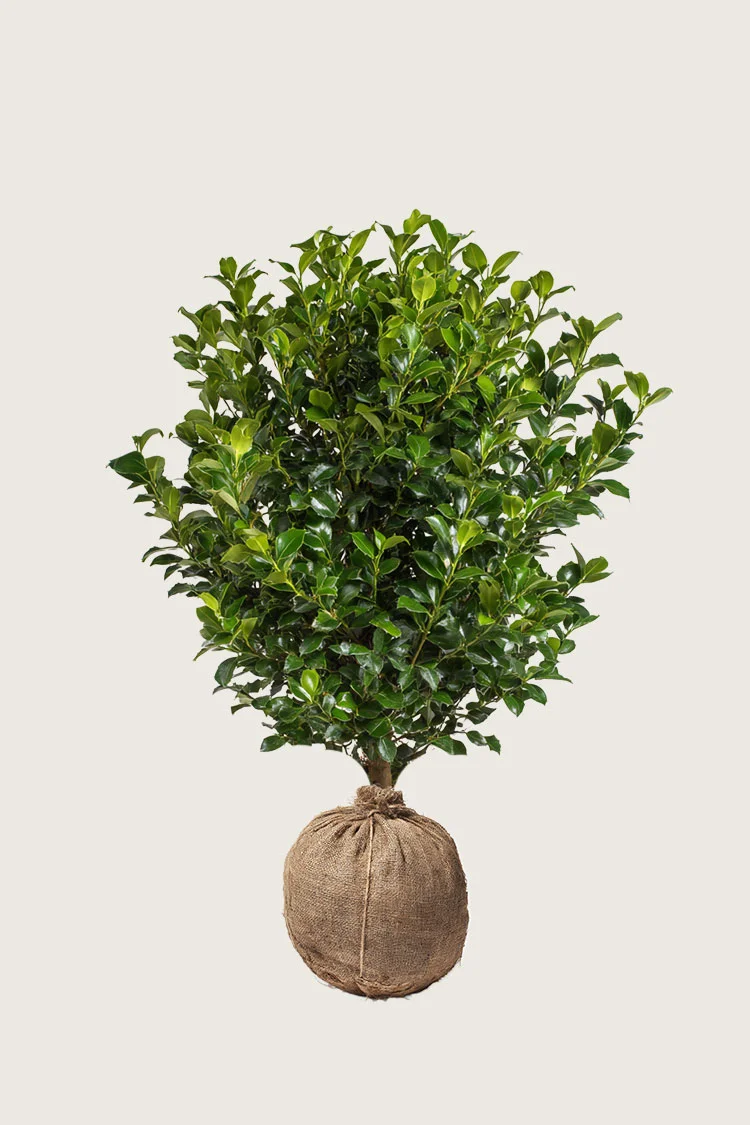 Almindelig kristtorn 125cm Vel forgrenet | Plantinavia
