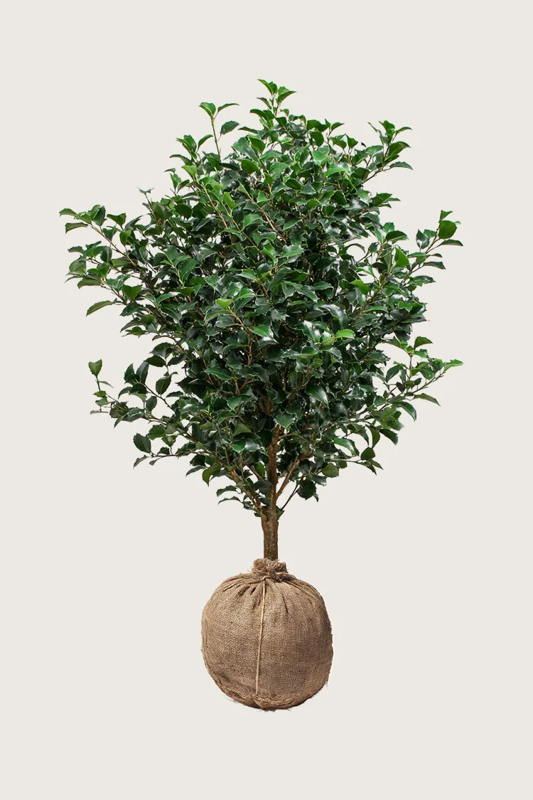 Almindelig kristtorn 350cm Vel forgrenet | Plantinavia