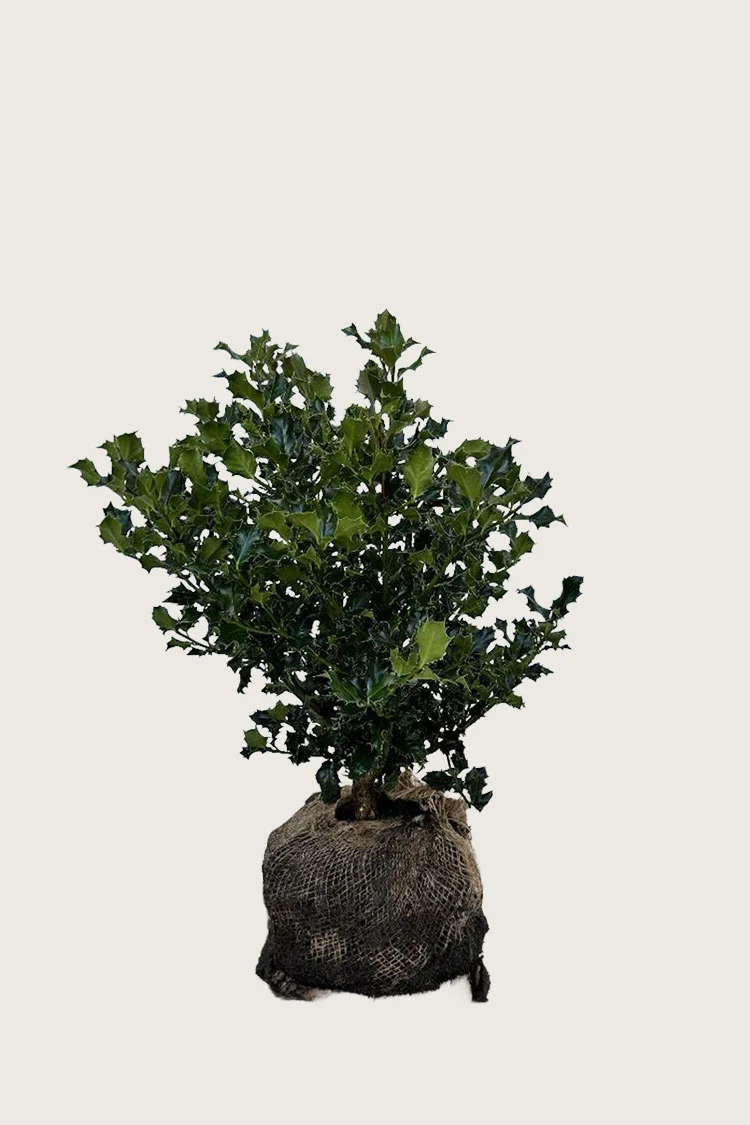 Almindelig kristtorn 60cm Vel forgrenet | Plantinavia