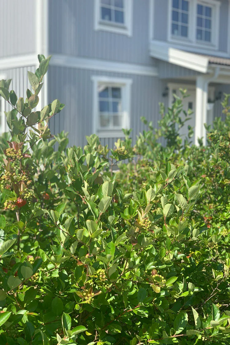 Surbær