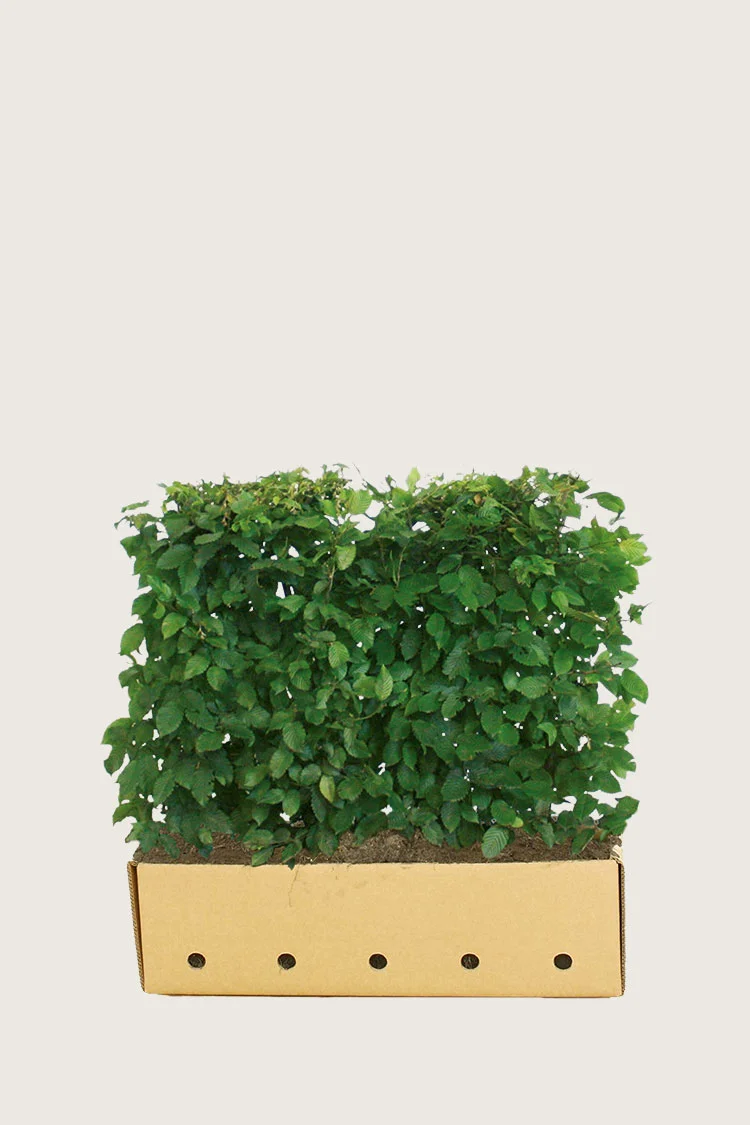 Avnbøg 80cm Vel forgrenet | Plantinavia