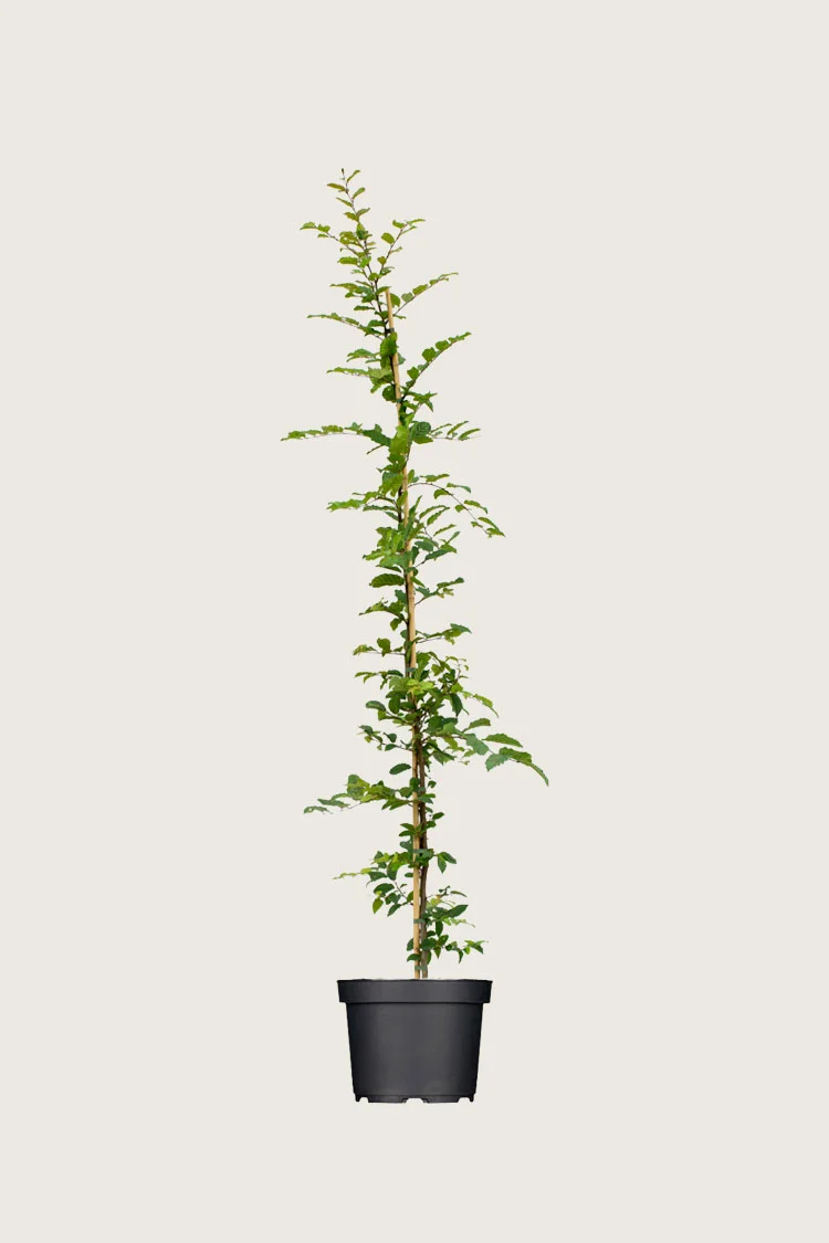 Avnbøg 175cm Forgrenet | Plantinavia