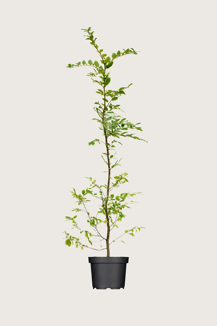 Avnbøg 225cm Forgrenet | Plantinavia