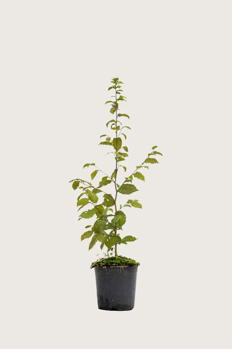 Avnbøg 40cm Forgrenet | Plantinavia