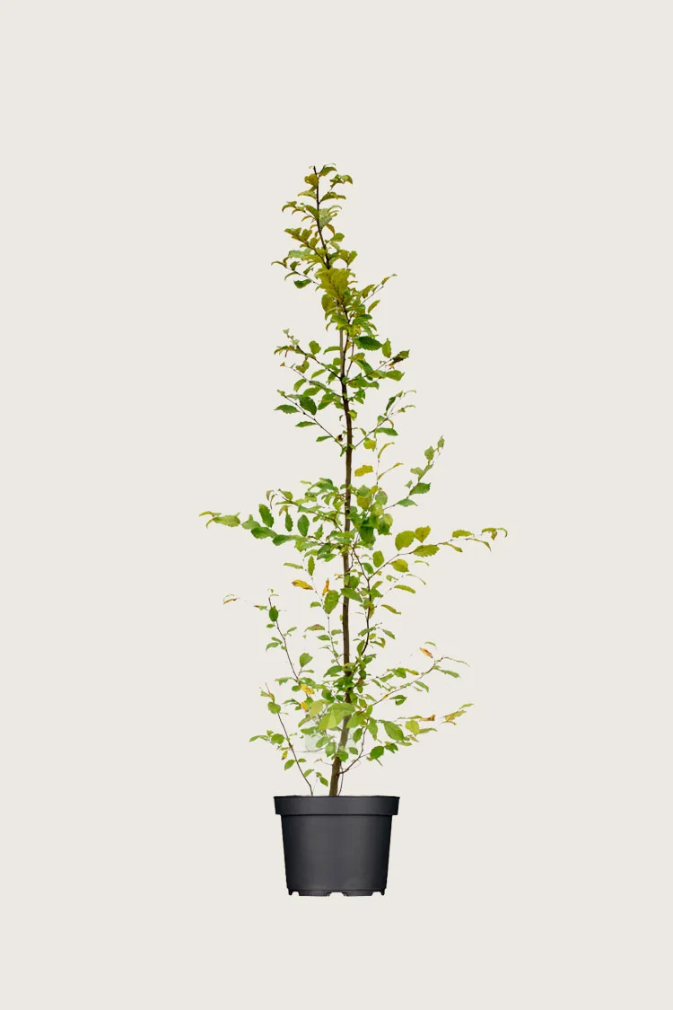 Avnbøg 175cm Vel forgrenet | Plantinavia