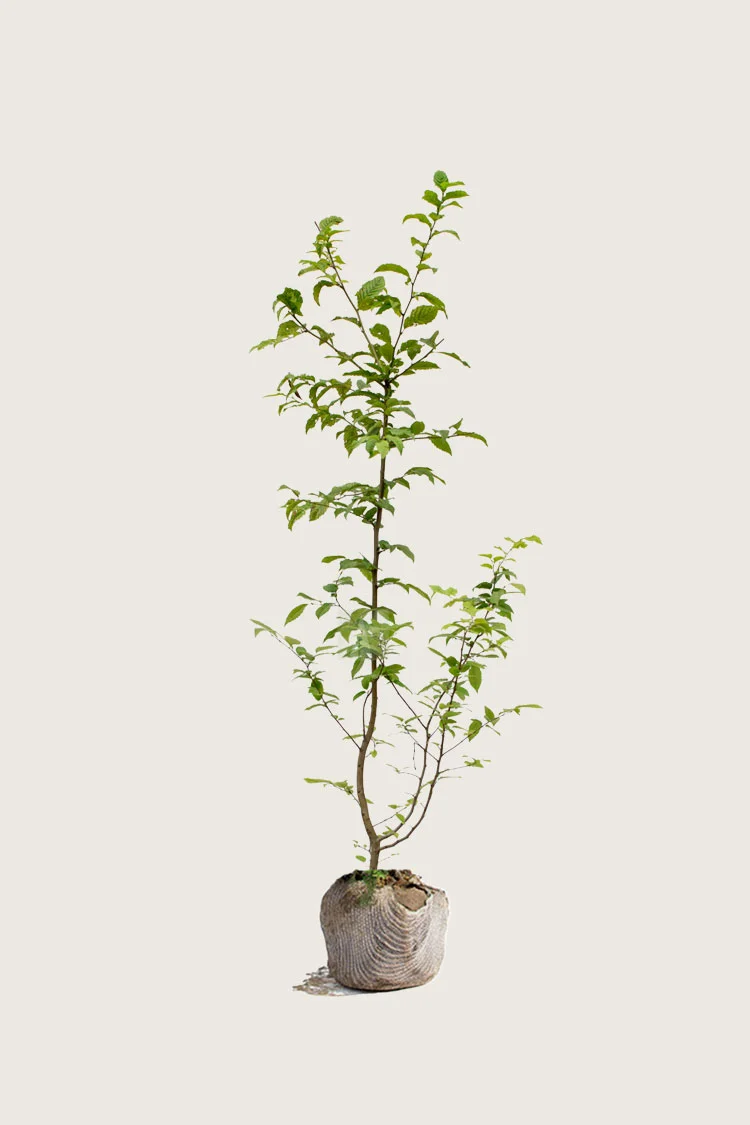 Avnbøg 150cm Forgrenet | Plantinavia
