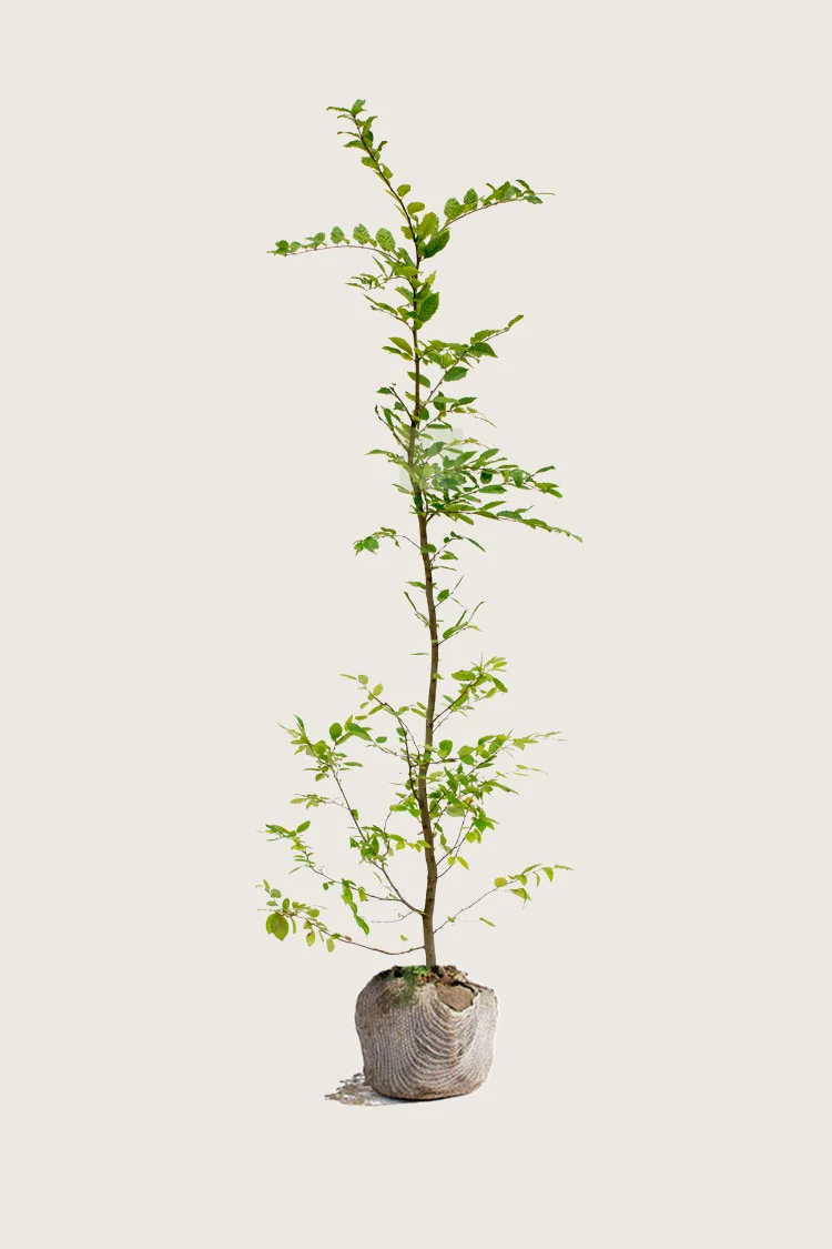Avnbøg 225cm Forgrenet | Plantinavia