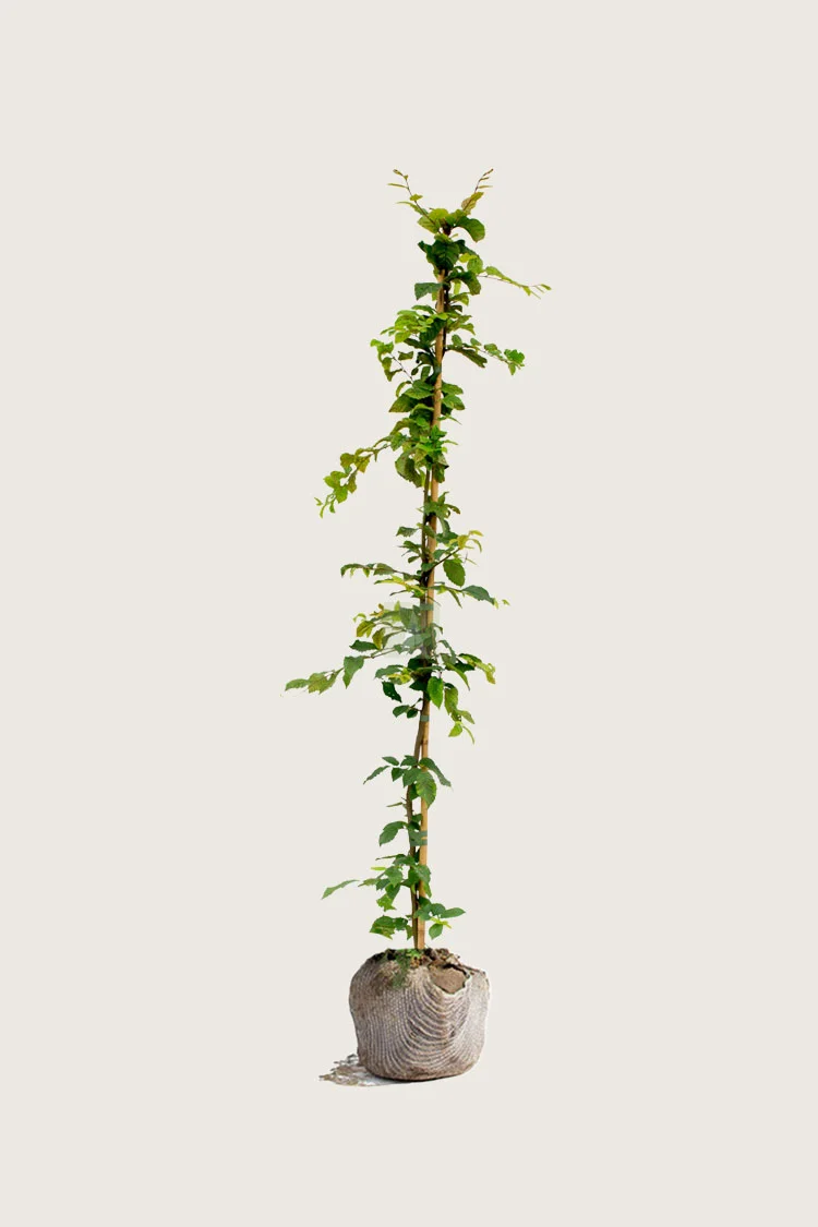 Avnbøg 200cm Vel forgrenet | Plantinavia