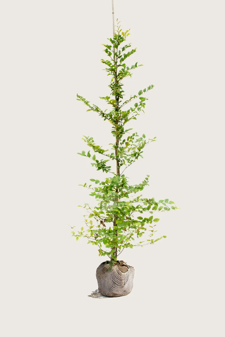 Avnbøg 250cm Vel forgrenet | Plantinavia