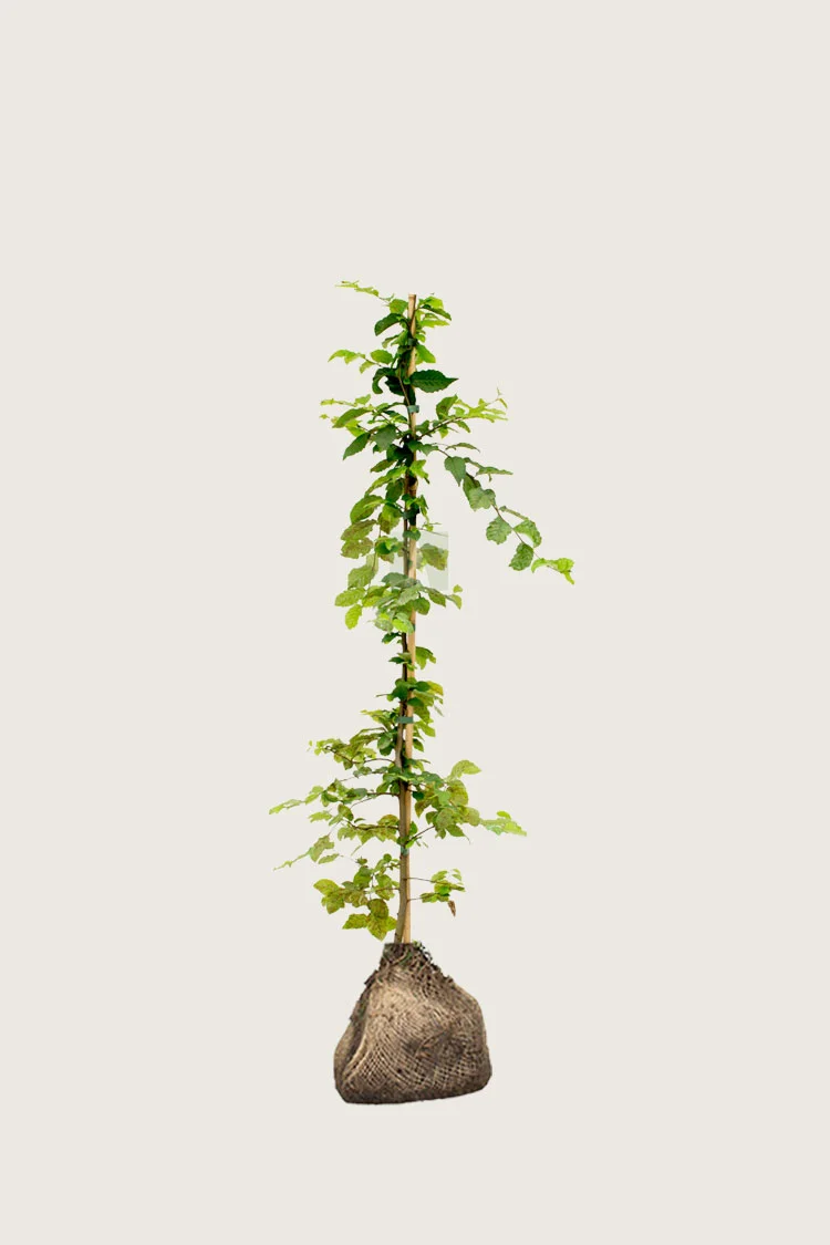 Avnbøg 80cm Vel forgrenet | Plantinavia