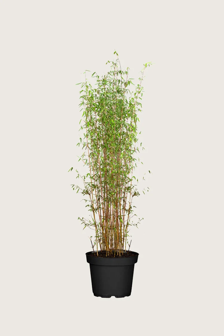 Bambus Jiuzhaigou 100cm Forgrenet | Plantinavia
