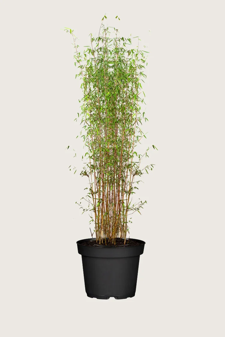 Bambus Jiuzhaigou 175cm Forgrenet | Plantinavia