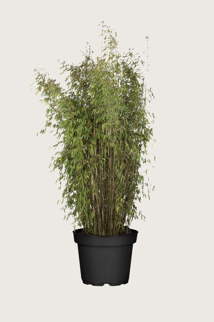 Bambus Jiuzhaigou 150cm Vel forgrenet | Plantinavia