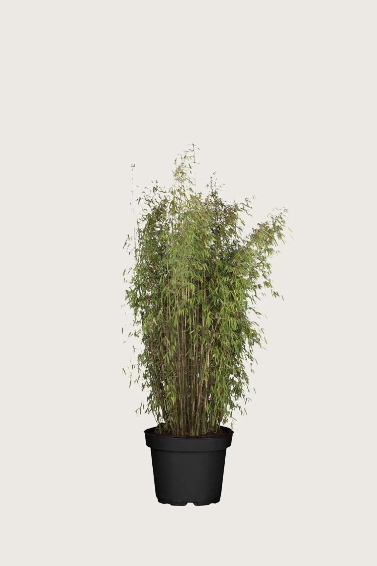 Bambus Jiuzhaigou 60cm Vel forgrenet | Plantinavia