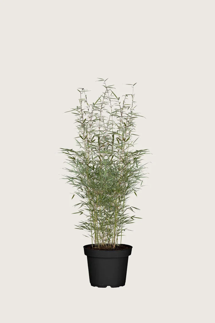 Bambus Robusta 80cm Forgrenet | Plantinavia