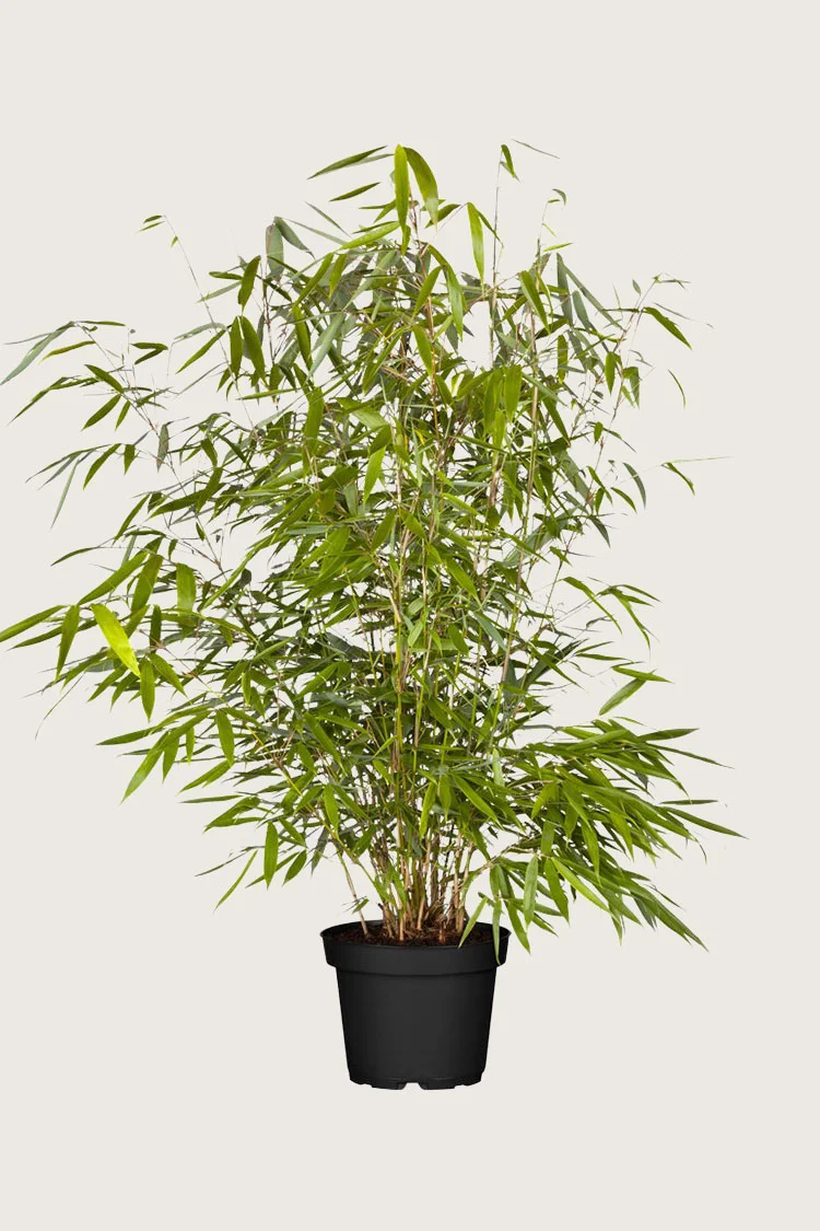 Bambus Robusta 200cm Vel forgrenet | Plantinavia